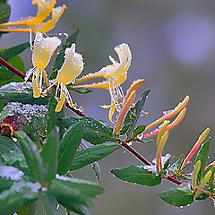 photo "The Crimean November. A honeysuckle"