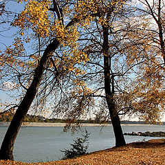 фото "Poplars on the river bank"