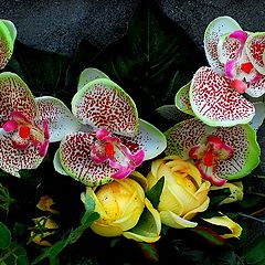 photo "for you my friends"