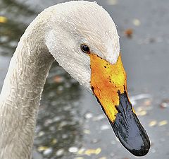 photo "Wet portrait"