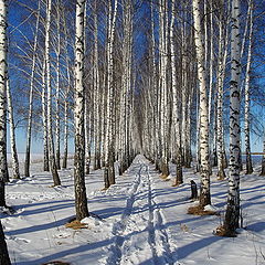 фото "березы"