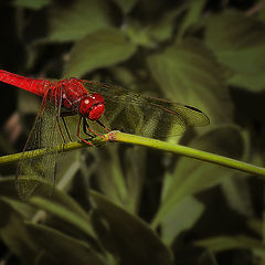 photo "Manfred von Richthofen"