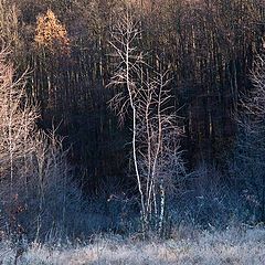 фото "В серебре"