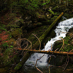 photo "In a dense forest"