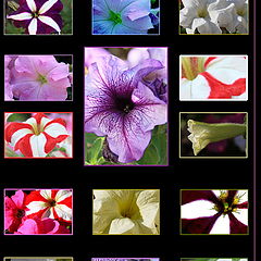 фото "Flowers"