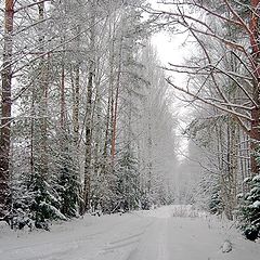 photo "Winter forest"