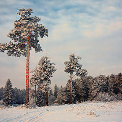 фото "Сказочный лес"