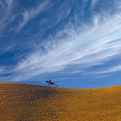 photo "The lonely shepherd."