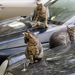 photo "cats autosalon"