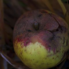 фото "lost fruit"