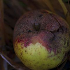 photo "lost fruit"