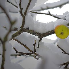 фото "яблоки на снегу"