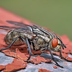 photo "flesh fly"