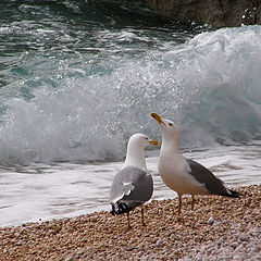 photo "Seagulls"