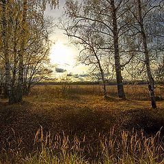 фото "По осени в лесу так много света – как будто солнышко сияет с веток."