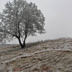 фото "Иней"