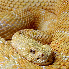 фото "Western Diamondback Rattlesnake-albino"