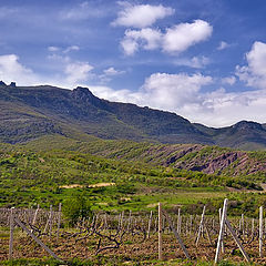 photo "vineyards of Demerdzhi"