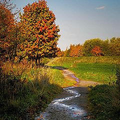 photo "From light to shadow"