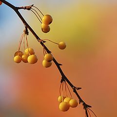 photo "yellow berries"