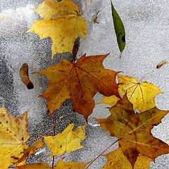 photo "ice Herbarium"