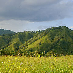 photo "Altay's fields"