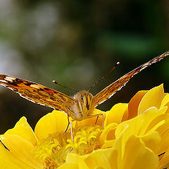 фото "Vanessa cardui"