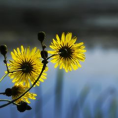 фото "Осенние солнышки"