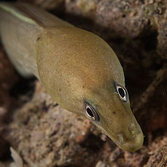 photo "Drab moray"