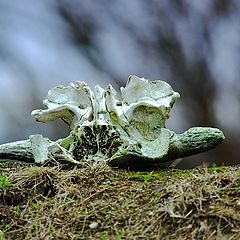 photo "The viking skull..."