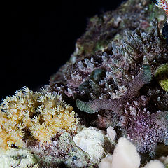 photo "Eared sea hare slug"