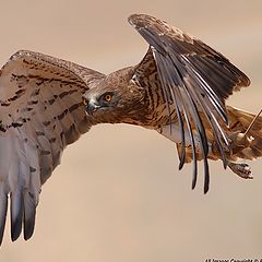 photo "short-toed eagle"