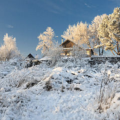 фото "Сквозь снежные заросли"