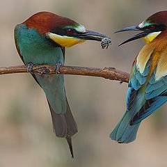 photo "beeeater"