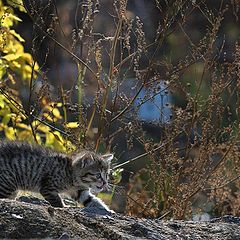 photo "Huntsman and victim"