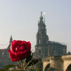 photo "Dresden's rose"