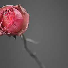 photo "rose"