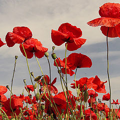 photo "The start of summer / Начало лета"