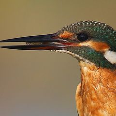 photo "kingfisher"