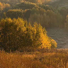 photo "First frost"
