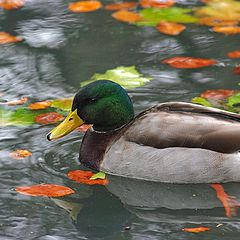 фото "The duck and the fall..."