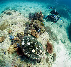 photo "Underwater a photo hunting for a turtle"