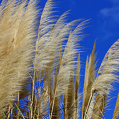 photo "Breath of Wind"