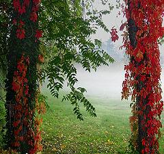 фото "Autumn colors"