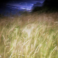 photo "Mangup-Feather grass"