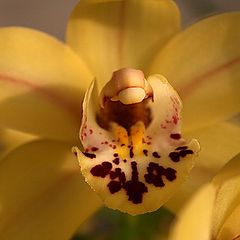 фото "Orchids #2"
