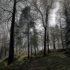 фото "осень в лесу"