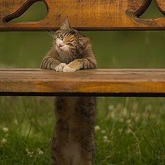 photo "Cat-storyteller"