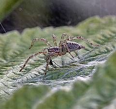 photo "Supper of the widow"