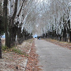 фото "Аллея"